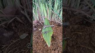 Download lagu Ajaib..Ada Keris di bawah Bunga Sereh yang bikin kebal SENJATA #pusaka #keris #mistis #shorts mp3