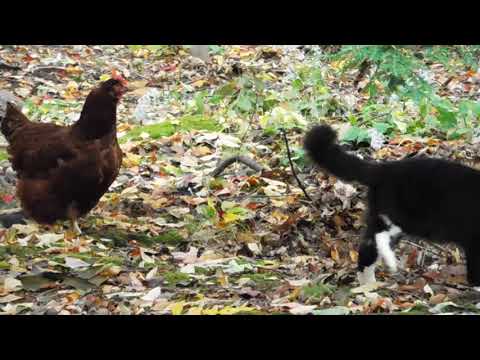 cats do get along with chickens