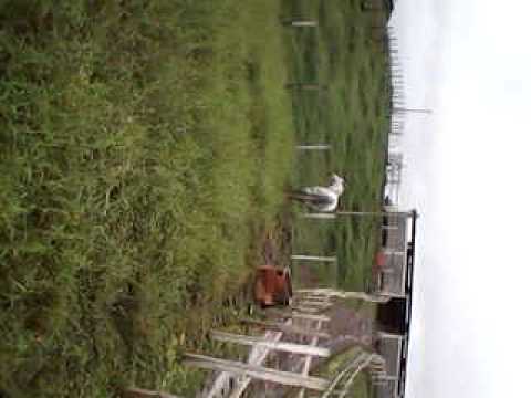 HARAS LR RANCH NOBEL.