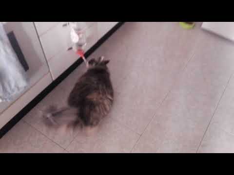 Iza the Norwegian Forest Cat's dilemma