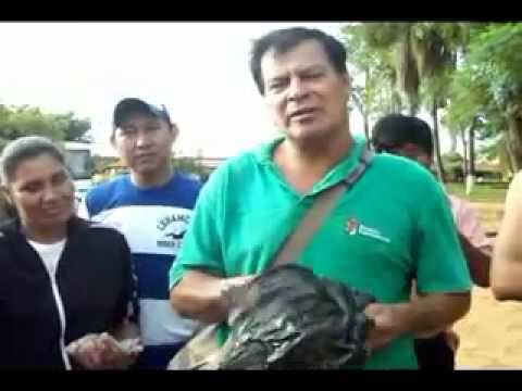 Eliminación de criaderos del mosquito Aedes Aegypti y abatización 14 01 2012