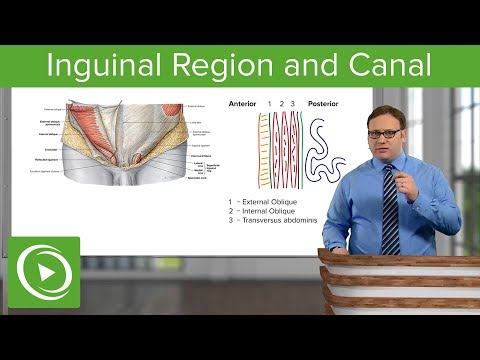 Inguinal Region & Canal – Abdomen | Lecturio