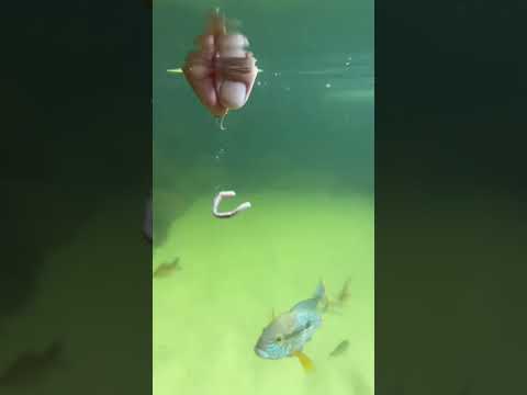 Alimentei meus peixes do lago com minhoca🪱😱 #shorts