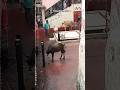 Kamakhya Buffelo And Goat Bali Ghar Viral Trending Shorts Assam