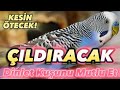 Muhabbet Kuşu Çağırma Sesi muhabbet kuşu sesi kuş sesleri! Kuşunuz ÇILDIRACAK!