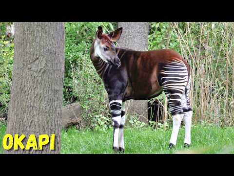 Okapi: Secrets of This Rare & Mysterious Animal!