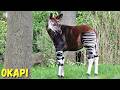 Okapi Secrets Of This Rare Mysterious Animal