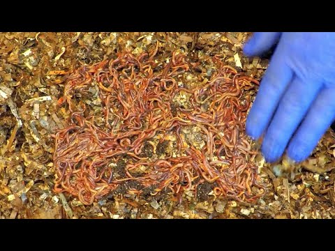 Light separating worms from castings & launching new system - vermicompost