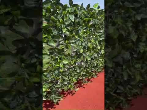 バルコニーのプライバシースクリーン – 25 のデザインと装飾のアイデア  庭園