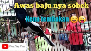 Download lagu Kacer Gacor - Nembak Nembak 😎 mp3 Download lagu Kacer Gacor - Nembak Nembak 😎 mp3