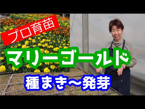 マリーゴールドの種まき:いつ、どのように正しく行うか 植物