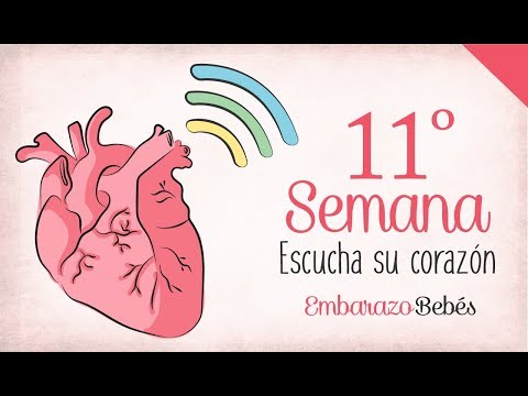 SEMANA 11 de #Embarazo | 3º Mes | Semana a semana