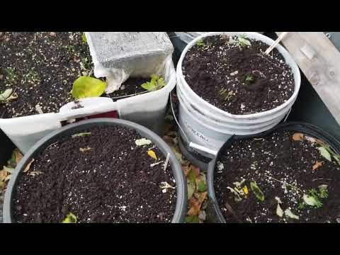 #ThisTimeLast winter 2021 seed project Adding worm castings to winterized outdoor seeds