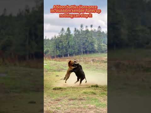 A bison battles lions — once its stubborn temper flares up nothing can stop it #animals #animal