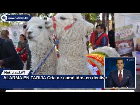 ALARMA EN TARIJA: Cría de camélidos en declive