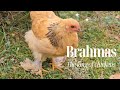 Why You Should Add Brahma Chickens To Your Homestead