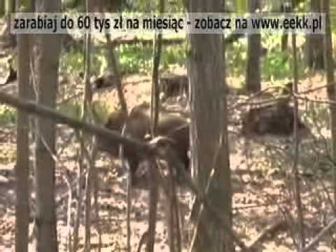 Polowania na Dzikich Rosyjskich Dzików.