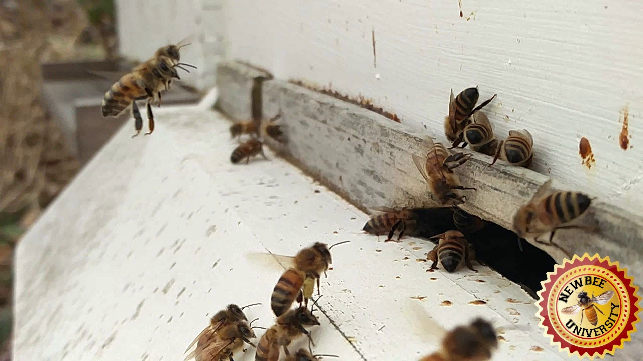 Honey Bee Flight School