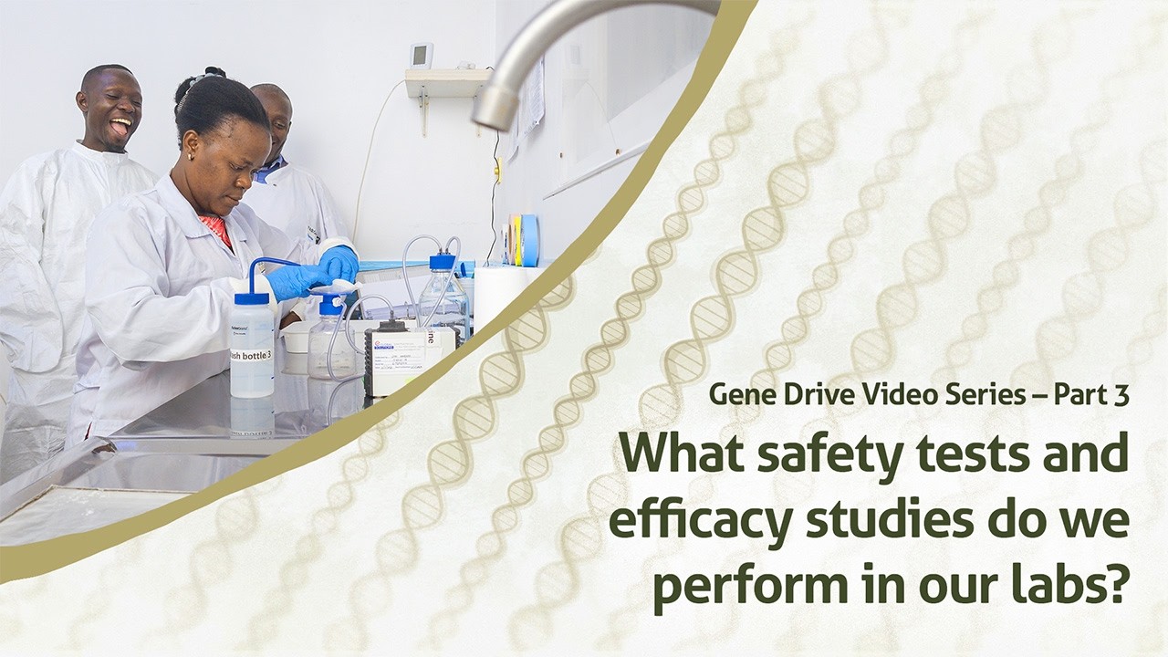 What safety tests and efficacy studies do we perform in our labs?