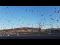 Flock Of Seagulls In A Parking Lot