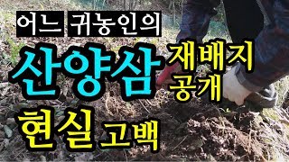 어느 귀농인의 산양삼 재배지 공개와 현실고백