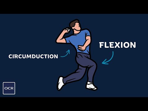 Types of movement at hinge joints and ball and socket joints - OCR GCSE PE - Skeletal System (1.1)