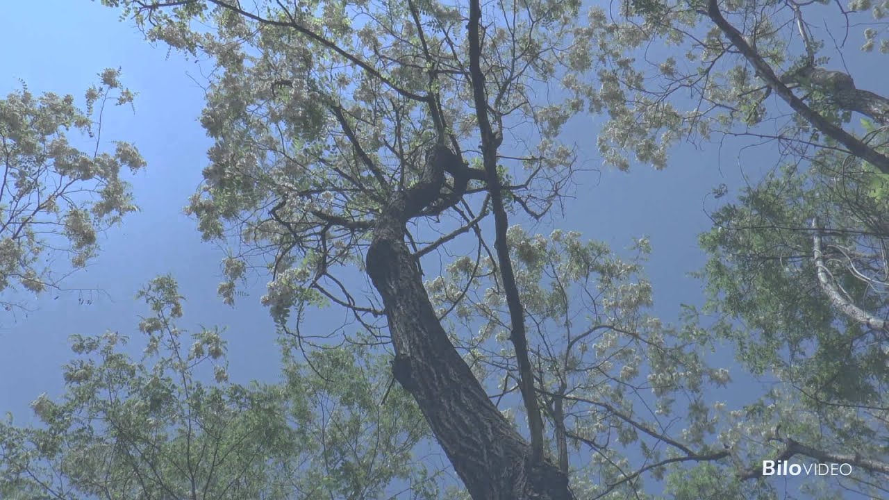 Grappoli di primavera