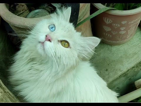 A Strange Cat with different eyes color