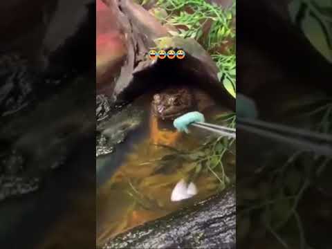 jajaja 🤣🤣 pobre sapo le robaron su comida 🤣 #memes #parati #risa #meme #shorts