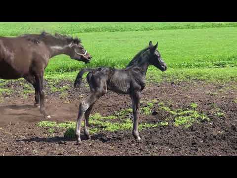 NoNo Secret A.S.(colt by Secret x Sorento x Jazz)...4,5 days young...first time out in the field...