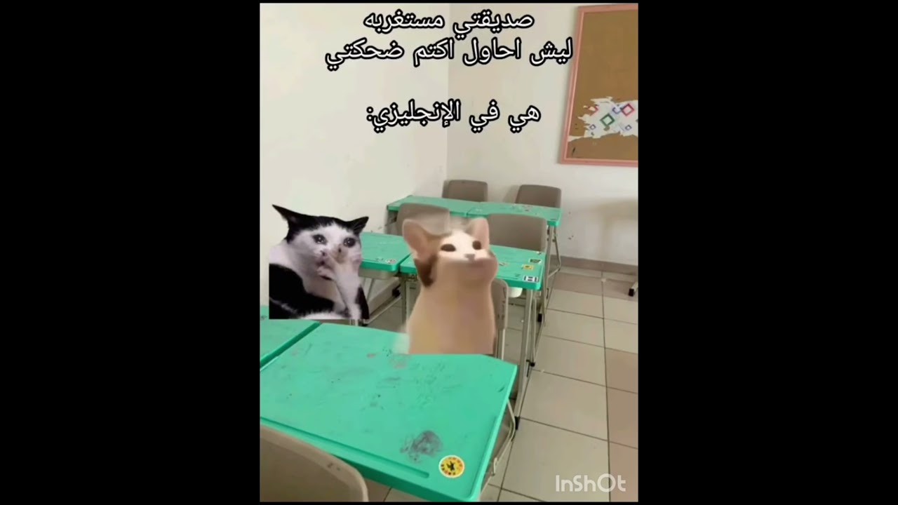 بس ما اقدر اوقف الضحكة😭#fyp#funny  #مهتما بي هذا المحتوي فولو مي #cat قربنا لي 15kاشتركو #اكسبلور