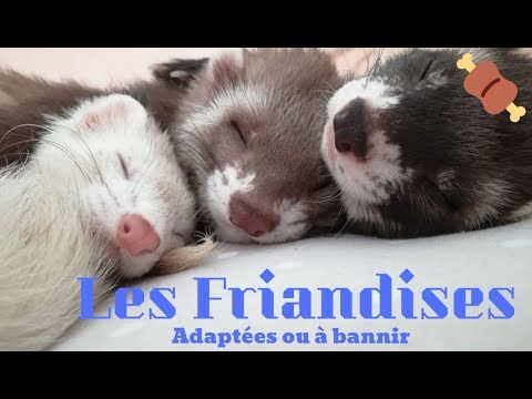 , title : 'Friandises pour furets - Les Furets Malins'