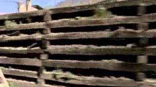 Jim White - Borrowed Wings (from Searching for the Wrong-Eyed Jesus)