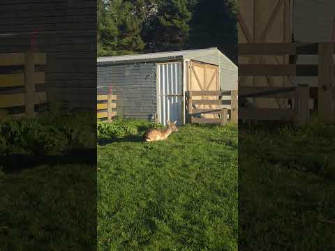 Waking up and seeing my little mate sunbathing on the lawn makes me so happy 🥰🥰 #petdeer #Dolly ❤️