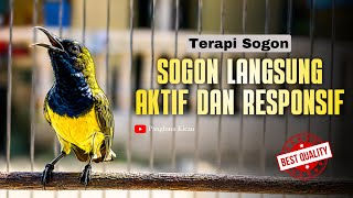 Download lagu RESPONSIF DAN AKTIF ! Seketika Mendengar Terapi Pancingan Sogon #pancingansogon #sogongacor mp3
