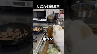 ご飯の気配を察しちゃう愛犬 #グレートピレニーズ #大型犬 #愛犬 #かわいい犬 #greatpyrenees
