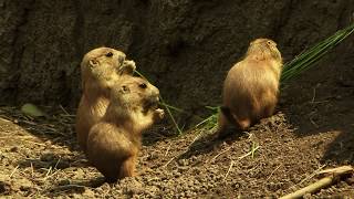 preview picture of video 'ZOOmer in Diergaarde Blijdorp - Summer in Rotterdam Zoo'