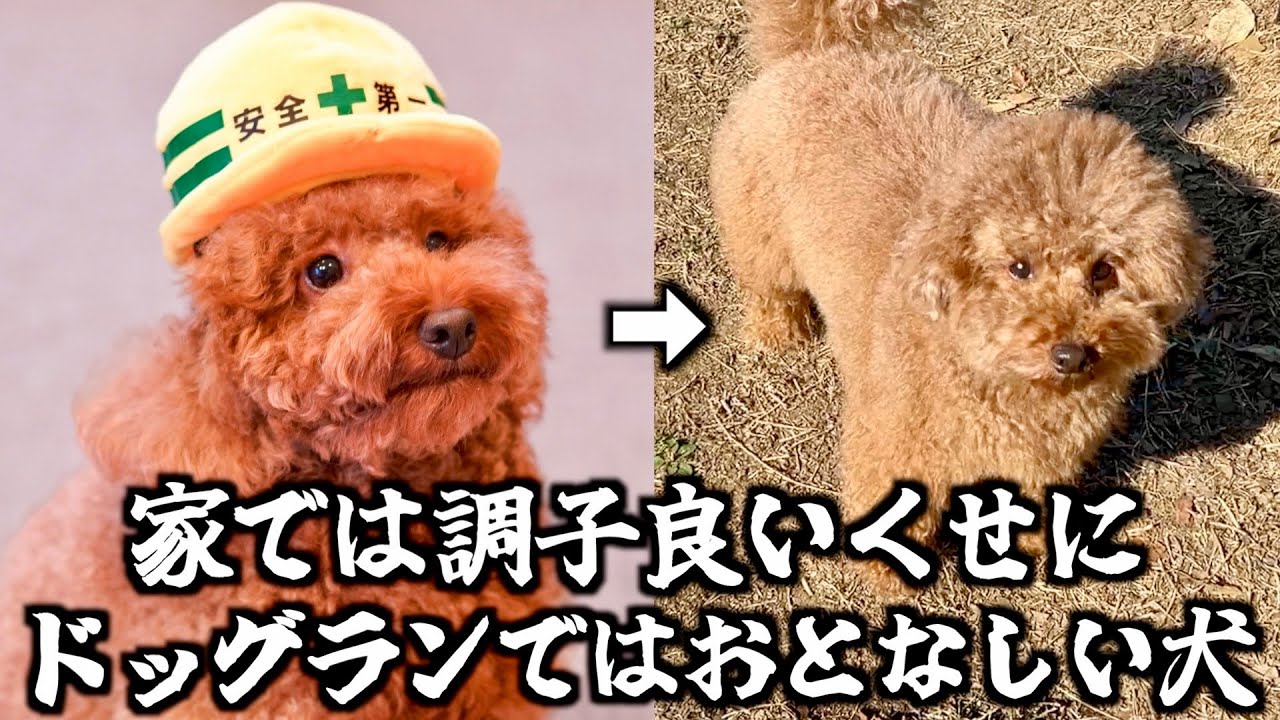 家では調子良いくせにドッグランではおとなしいトイプードル。