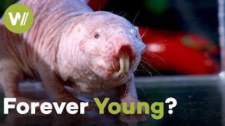 The Naked Mole-Rat: Do They Hold the Key to Human Immortality? (Documentary, 2017)
