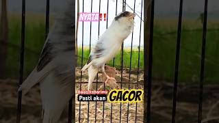 Download lagu Pancingan kenari paud belajar bunyi biar cepat gacor‼️BUKTIKAN #kenari3in1 #canary #canario #birds mp3 Download lagu Pancingan kenari paud belajar bunyi biar cepat gacor‼️BUKTIKAN #kenari3in1 #canary #canario #birds mp3