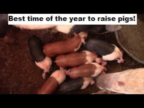 3 Reasons why we raise PIGS in the Spring and Summer