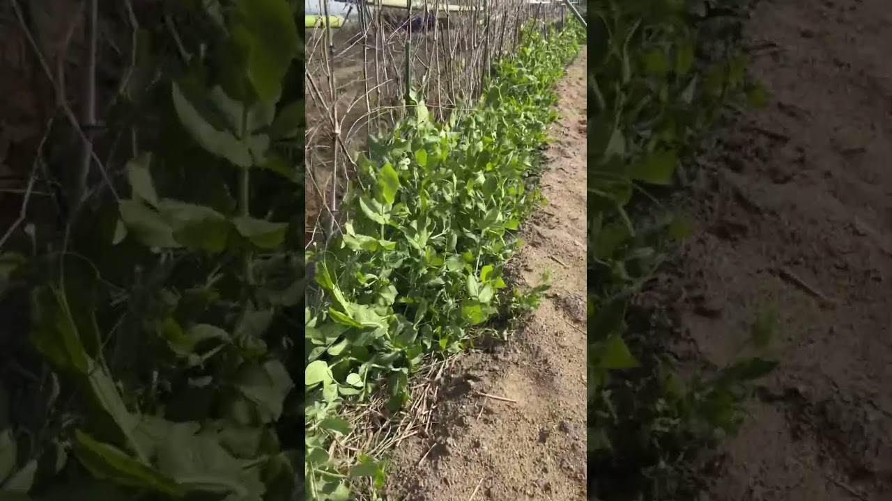 #グループホーム　畑の仕事