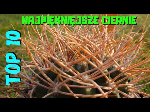 , title : 'Top 10 czyli najpiękniejsze ciernie kaktusów w mojej kolekcji'