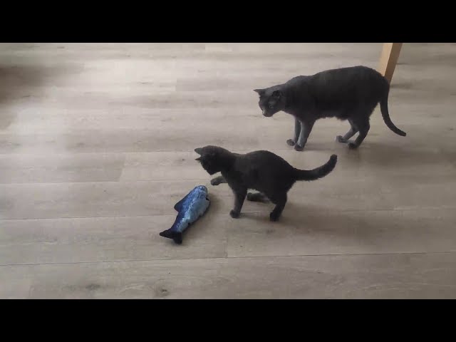 Vídeo relacionado con Nepfaivy Juguetes Pez para Gatos - Juguete Interactivo Hierba Gatera, Pez de Simulación de Felpa Móvil con Carga USB, Suministros para Gatos Que Se Pueden Usar para Morder