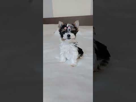Biewer Terrier Welpe kaufen