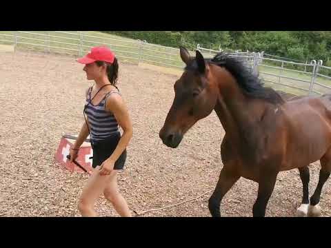 Martina und Falco passed Level 3+ Liberty Audition