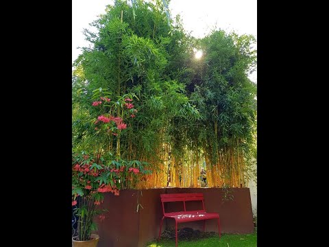 richtig dicke Bambushalme in deinem Garten!? Wie geht das?