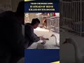 This Chinese Dog Is Afraid Of Being Killed By Its Owner Dog China
