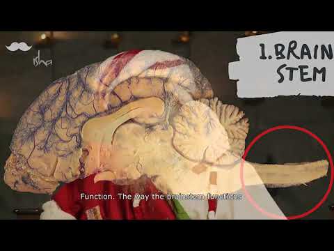 Your BRAIN after SHAMBAVI MAHAMUDRA or INNER ENGINEERING Practice!  The 21 minute Miracle  SADHGURU