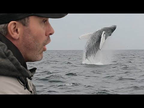 JE PÊCHE UN MASTODONTE DES MERS ! - Cyril Chauquet